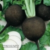 Ridichii-negre