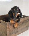 Dachshund-Puppies-For-Adoption