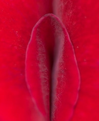 Chirurgie estetica intima: Labioplastie de Labia Majora Augmentare labii mari in Chisinau, Moldova!